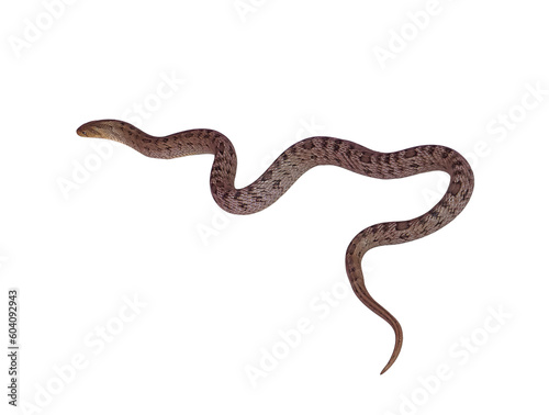 snake isolated on white background,png files photo