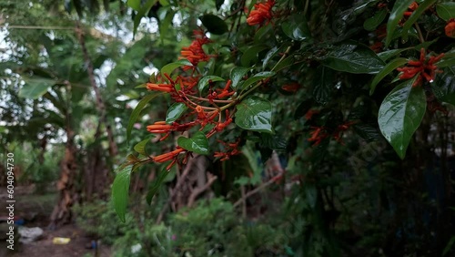 Firebush flowering plant in garden after rain with raindrops falling down photo