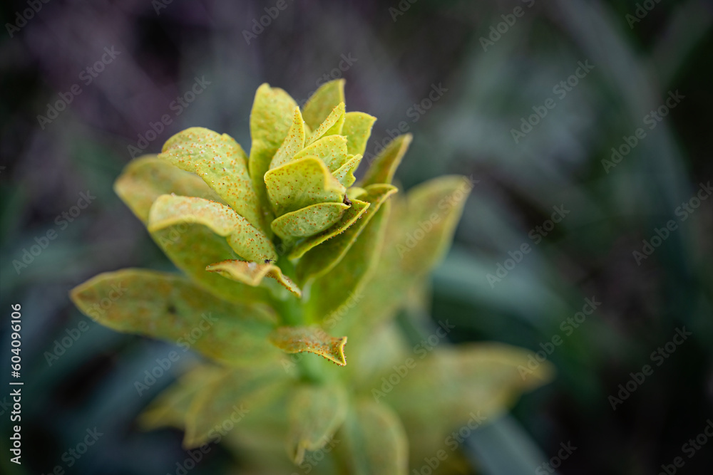 Light green meadow plant with tilted top growing in dark green grass blurred bokeh background Light green meadow plant with tilted top growing in dark green grass blurred bokeh background