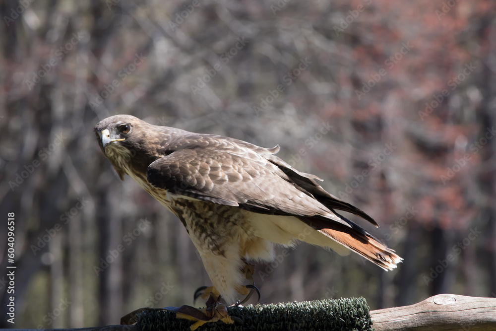 Fototapeta premium Red Tailed Hawk in the Sunshine