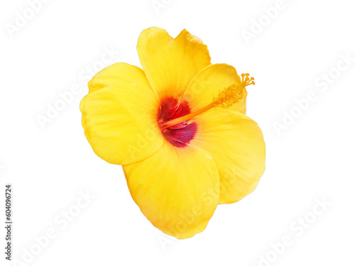 yellow hibiscus flowers on a white background,PNG file