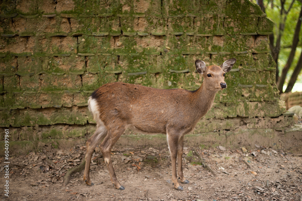 Fototapeta premium deer in the forest