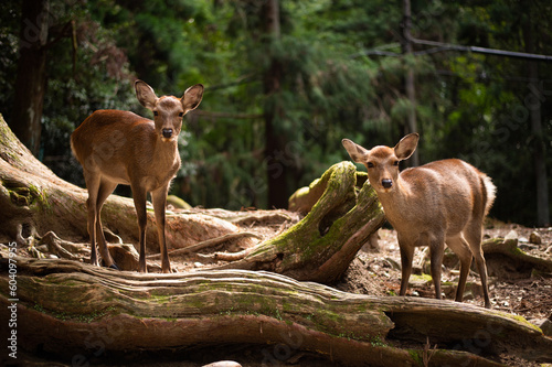 deer in the forest