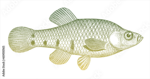 Picotee goodeid zoogoneticus quitzeoensis, threatened freshwater fish from Central America