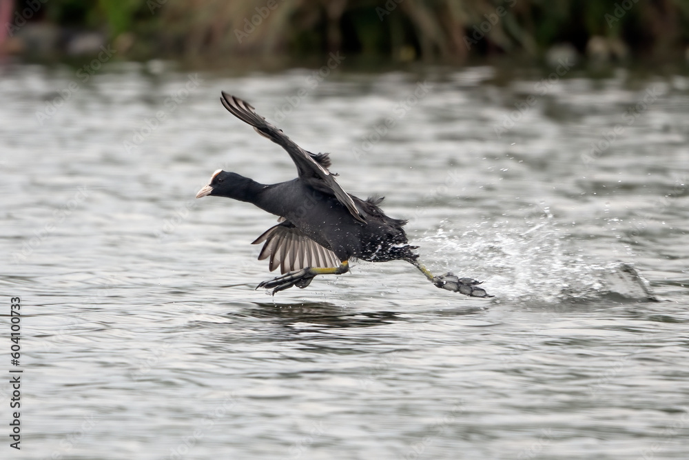 Fototapeta premium Coot thinks he can walk on water