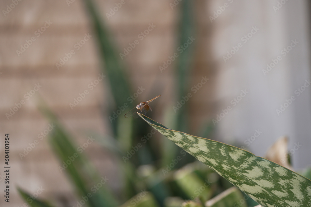 A clear photo of dragonfly insect. dragonfly stading on the edge of the leave. A clear photo of dragonfly insect. dragonfly stading on the edge of the leave.