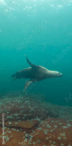 Sea Lion Swimming Underwater in the Pacific Ocean on the West Coast. Hornby Island, British Columbia, Canada.