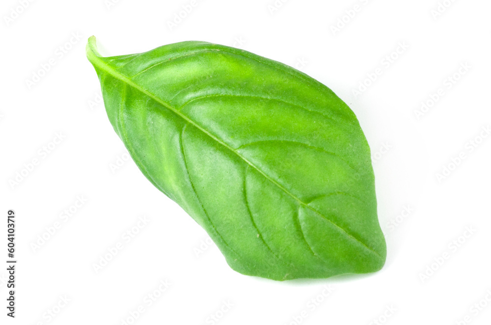 leaf of basil on white background leaf of basil on white background