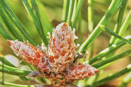 macrophoto pine branch and buds very close-up