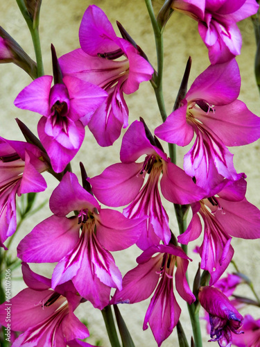 Obraz na płótnie Byzantine Gladiolus (Sword Lily) growing against a limestone wall