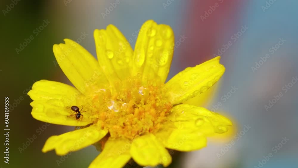 Closeup macro shot of yellow euryops flower, with ant on it. Beautiful texture of anther and petals in sunlight Closeup macro shot of yellow euryops flower, with ant on it. Beautiful texture of anther and petals in sunlight