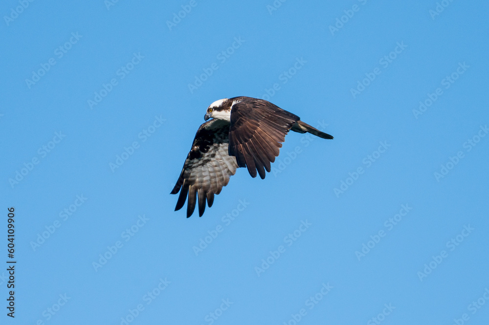 Obraz premium Osprey Flying Over Pond