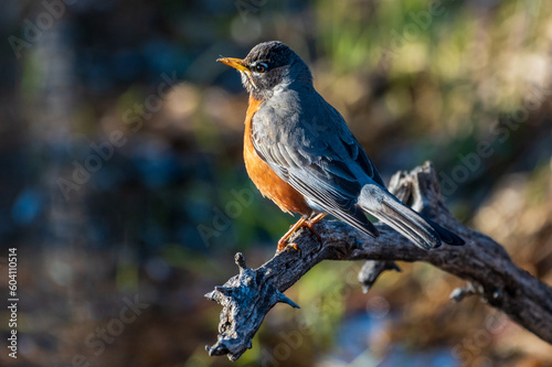 American Robin Perched on Branch