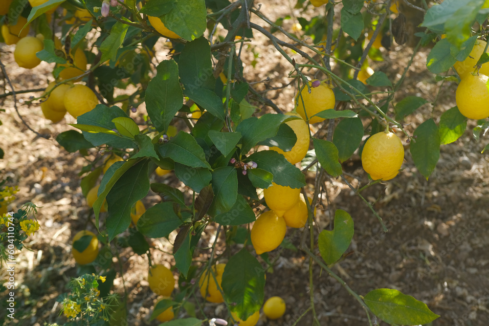 fruits of lemon tree of genus Citrus of Rutaceae family, garden in