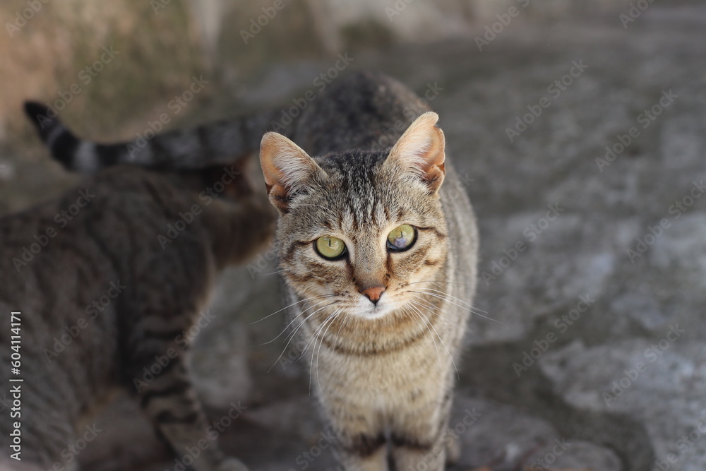 Mirada felina
Gato joven abandonado, con un pequeño tumor en el ojo