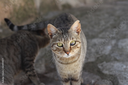 Mirada felina Gato joven abandonado, con un pequeño tumor en el ojo