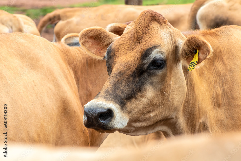 Herd of Jersey dairy cattle in the confinement of a dairy farm in Brazil Herd of Jersey dairy cattle in the confinement of a dairy farm in Brazil