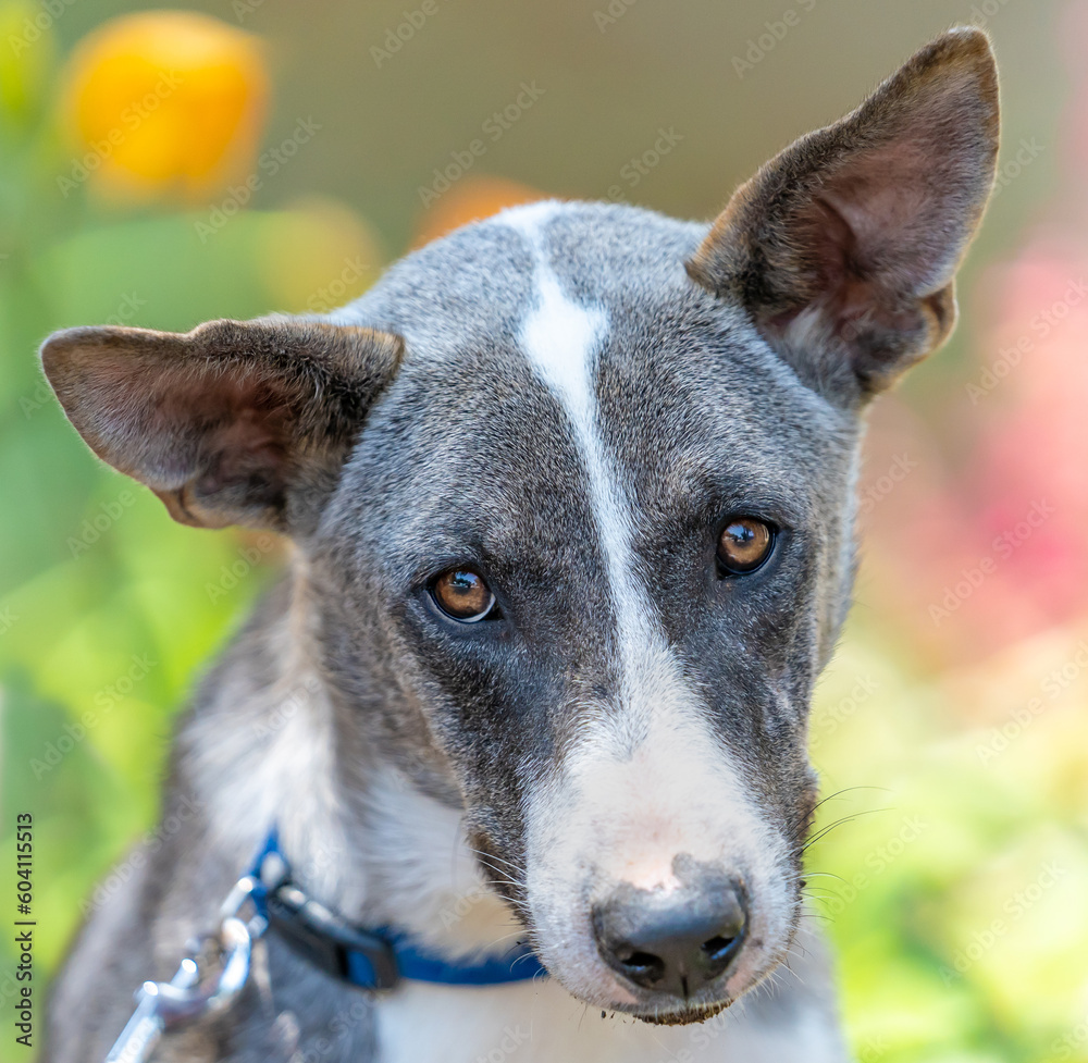 a closeup on a cute gray dog looking with beautiful sad eyes