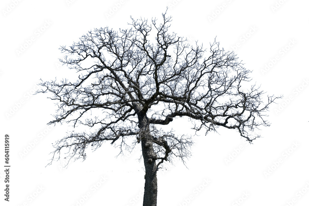 Tree on Transparent Background Tree on Transparent Background