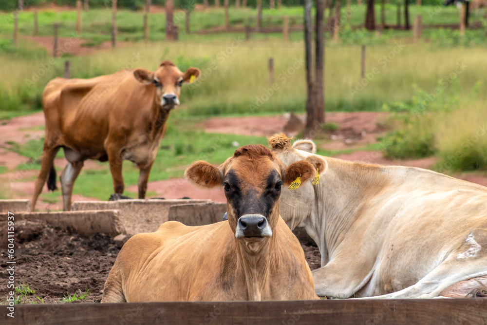 Herd of Jersey dairy cattle in the confinement of a dairy farm in Brazil Herd of Jersey dairy cattle in the confinement of a dairy farm in Brazil