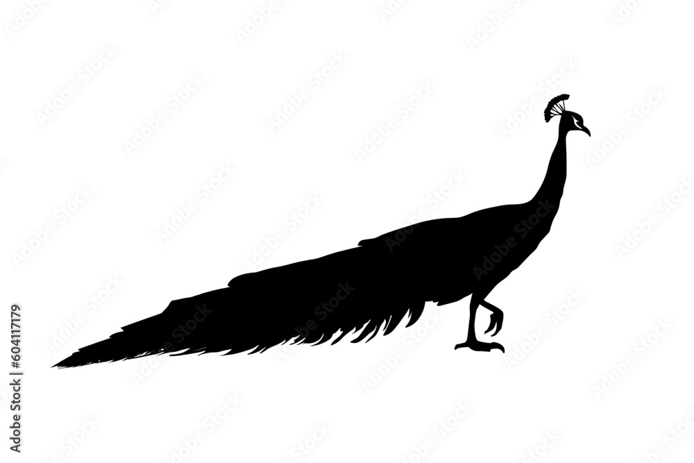 Fototapeta premium Peacock walking silhouette isolated on a white background. Vector illustration