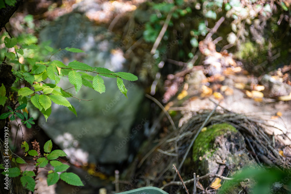 Obraz premium Closeup of Green Leaves in the Mountains in Autumn in the Forest in Italy