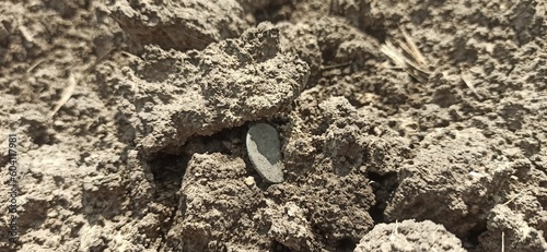 coin on the ground