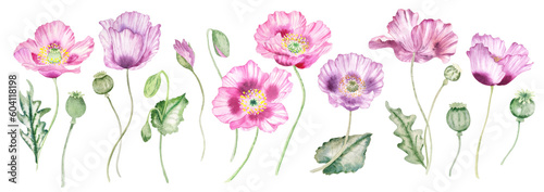 Watercolor pink poppies flowers