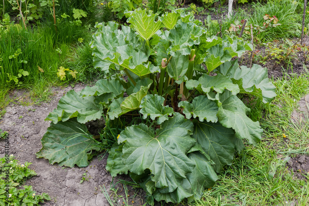 Naklejka premium Bush of the culinary rhubarb in overcast weather