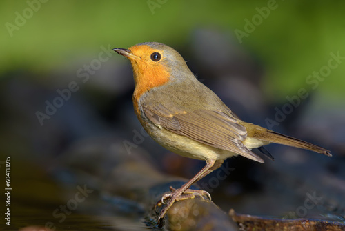 Adult European robin (erithacus rubecula) posing on a wet stick with sweet light near water pond