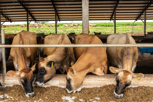 Bild auf Leinwand Herd of Jersey dairy cattle in the confinement of a dairy farm in Brazil