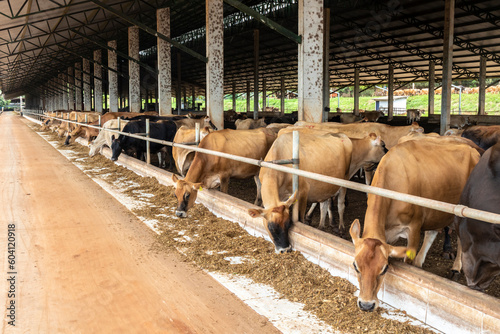 Принти на полотні Herd of Jersey dairy cattle in the confinement of a dairy farm in Brazil