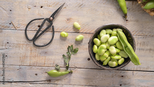 Fresh and raw green broad beans photo