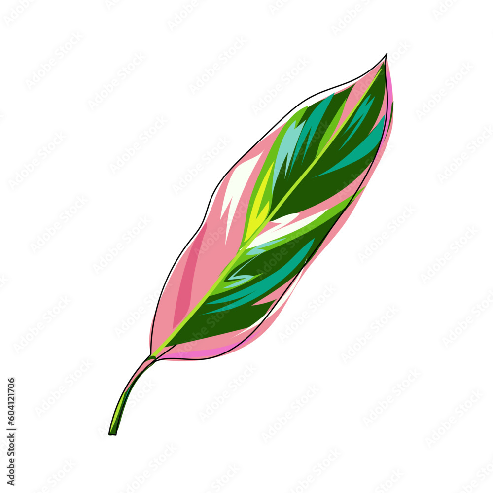 Obraz premium Leaf of exotic calathea stromanthe isolated. Tropical colorful leaf on white. Hand drawn plant element. Cartoon. Vector illustration in pink and green colors.
