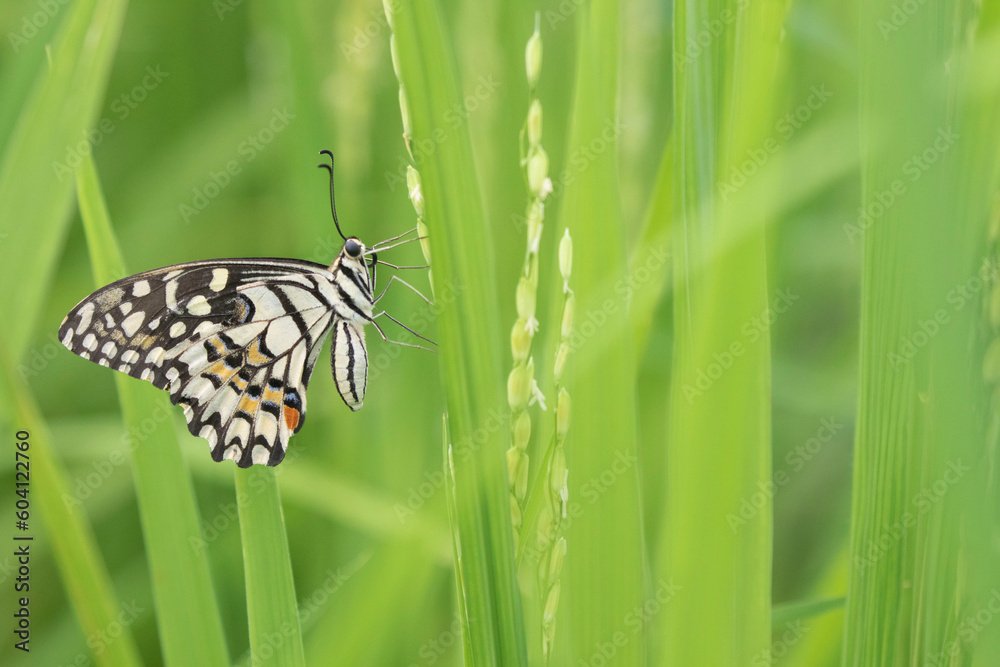 Lime Butterfly in a paddy field in monsoon. Lime Butterfly in a paddy field in monsoon.