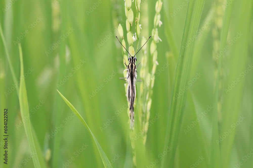Lime Butterfly in a paddy field in monsoon. Lime Butterfly in a paddy field in monsoon.