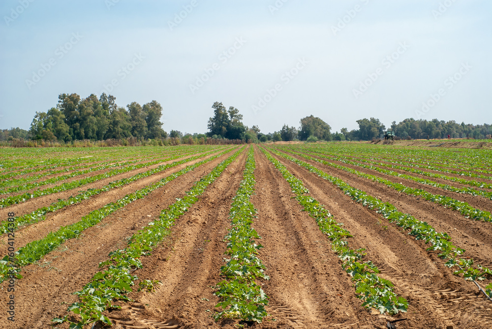 Hileras o surcos de un campo de cultivo de calabacines. Hileras o surcos de un campo de cultivo de calabacines.