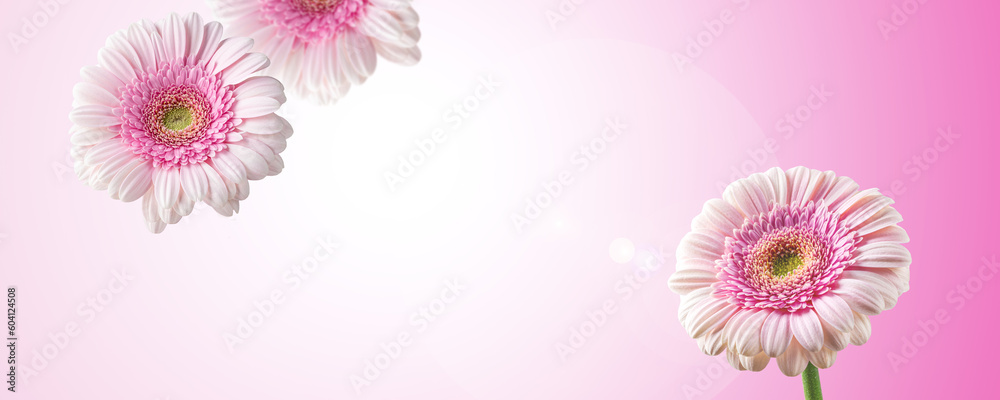 Close-up view of  gerbera flowers on  pink pastel background with copy space