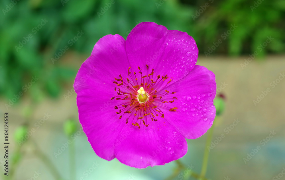 Calandrinia grandiflora Rock Purslane flower Calandrinia grandiflora Rock Purslane flower