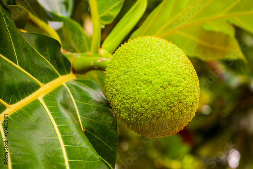 Fruits on breadfruit tree in Asia