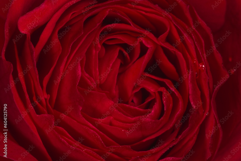 dark red rose flower covered with dew drops dark red rose flower covered with dew drops