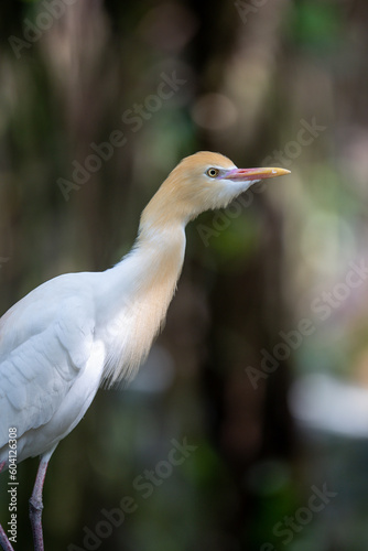 Photography Kuala Lumpur Birds Park