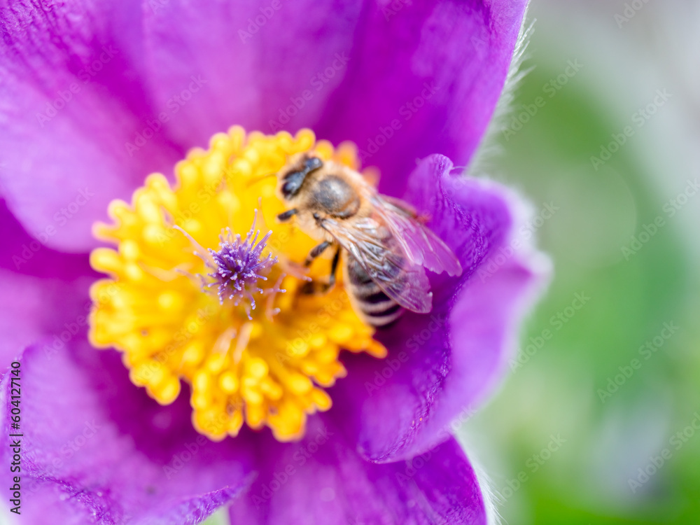 Makro Honigbiene auf Kuhschelle Makro Honigbiene auf Kuhschelle