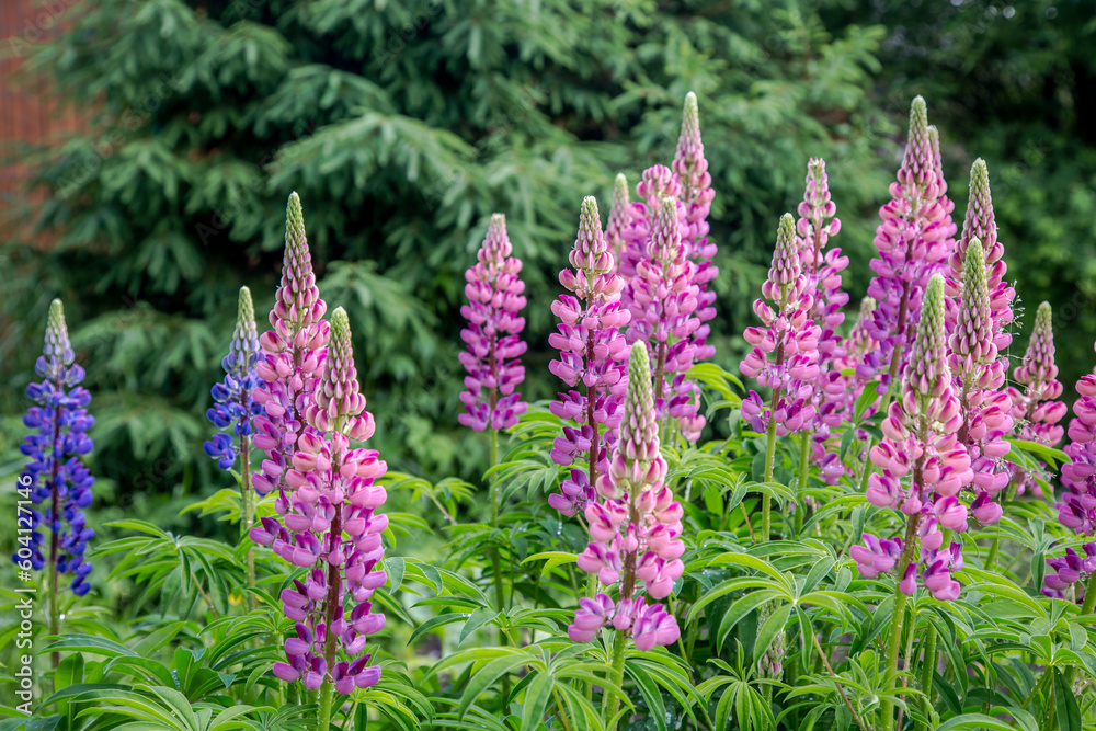 Lupine flowers in the evening light on a background of greenery