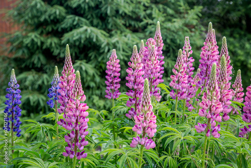 Lupine flowers in the evening light on a background of greenery