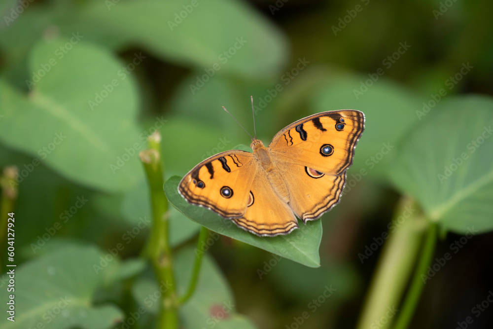 A beautiful Peacock Pansy (Junonia almana) Butterfly A beautiful Peacock Pansy (Junonia almana) Butterfly