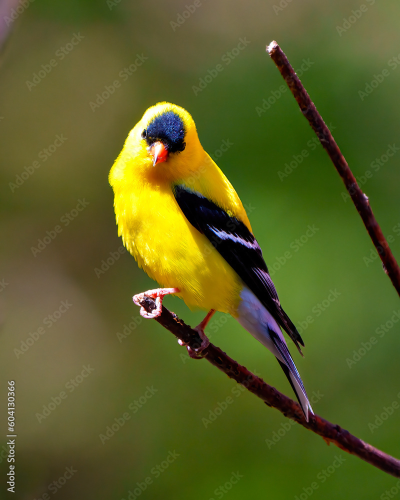 American Goldfinch Photo and Image. Perched on a branch with a colourful background in its environment and habitat surrounding displaying yellow plumage feather. American Goldfinch Portrait. American Goldfinch Photo and Image. Perched on a branch with a colourful background in its environment and habitat surrounding displaying yellow plumage feather. American Goldfinch Portrait.