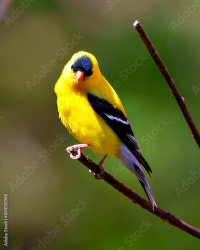 American Goldfinch Photo and Image. Perched on a branch with a colourful background in its environment and habitat surrounding displaying yellow plumage feather. American Goldfinch Portrait.