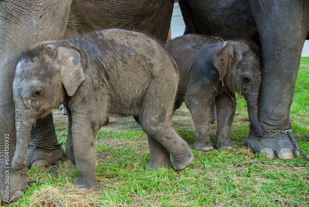 Naklejka premium asian baby elephant not African elephant stand run and fun under mother leg to play. Elephant wildlife animal lovely cute and clever. tourist traveling and visit pachyderm family village park.
