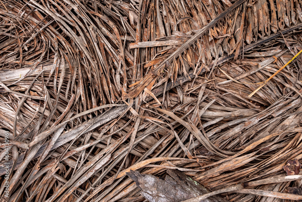 Many dry decaying tropical coconut brown leaf on ground soil after coconut leaves fall from top of coconut tree. Many dry decaying tropical coconut brown leaf on ground soil after coconut leaves fall from top of coconut tree.